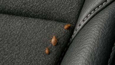 Invasion de punaises de lit dans une voiture